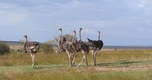 Strauß, Struthio Camelus, Männchen und Weibchen bei einem Spaziergang durch Savanne, Masai MaraPark in Kenia