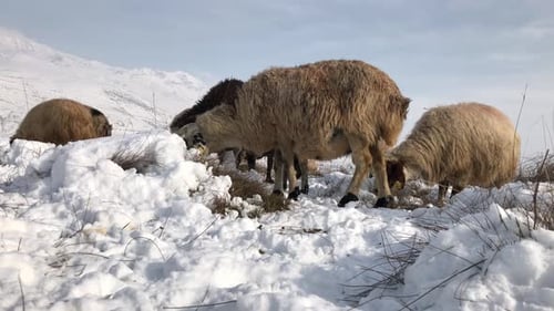 Sheep Grazing in Snowy Field in Winter