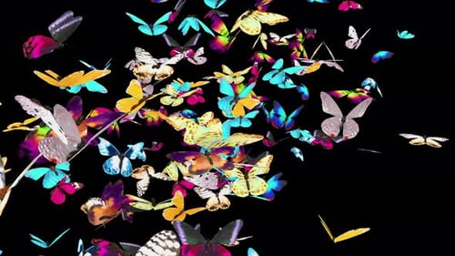 Vibrant Butterflies Swarm Flying Animation With Alpha Channel