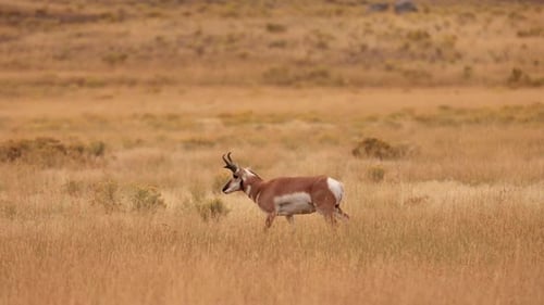 Pronghorn in Yellowstone National Park