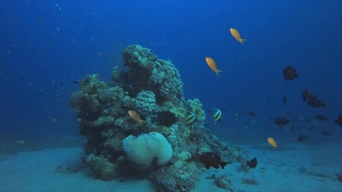 Arrecife submarino
