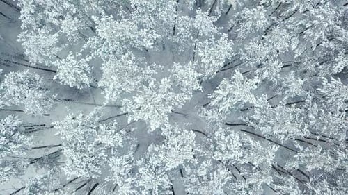 Snow Covered Forest Aerial Birds Eye View