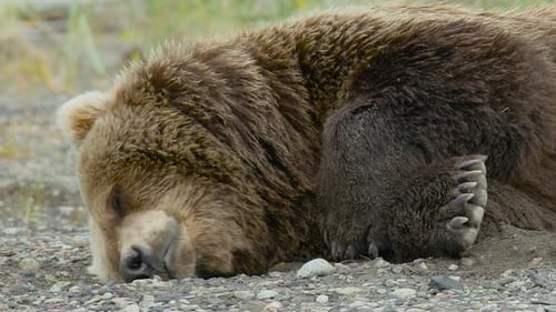 Brown Bear Sleeping Peacefully in Natural Habitat