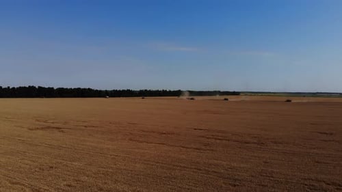 Harvesting grain field, crop season. 4K.