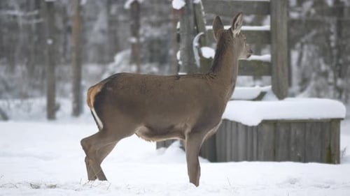 Deer Standing in Snowy Winter Forest