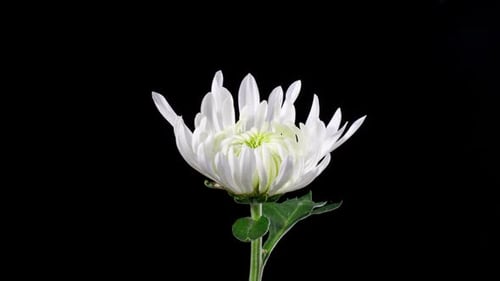 White Chrysanthemum Flower Blooming in Time Lapse