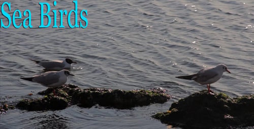 Sea Birds