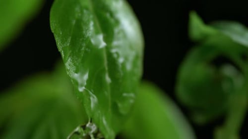 Water Droplets on Fresh Green Basil Leaves