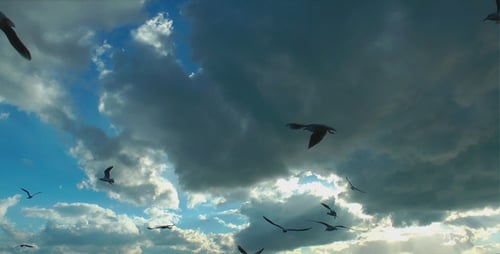 Seagulls Flying in a Cloudy Blue Sky