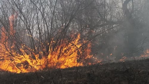 Fire in the Forest Burning Dry Grass Trees Bushes Flame and Smoke Wildfires
