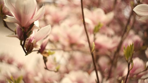 Blooming Magnolia Flowers on Tree Branch Close Up
