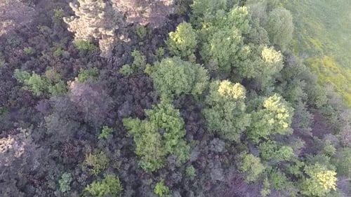 Aerial Green Forest