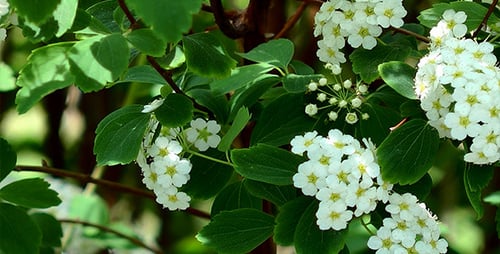 Frühlings-Blumen