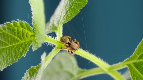 Entzückende springende Spinne geht und neugierig aussieht auf Green Leaf