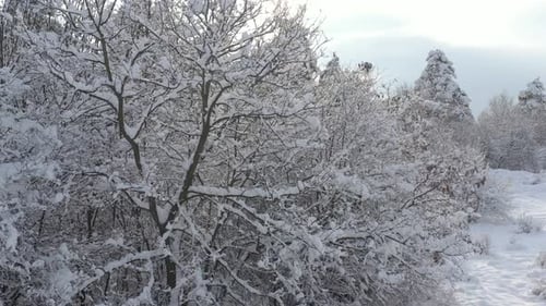 Weiße Äste von Bäumen im Winter 4K Drohnenvideo