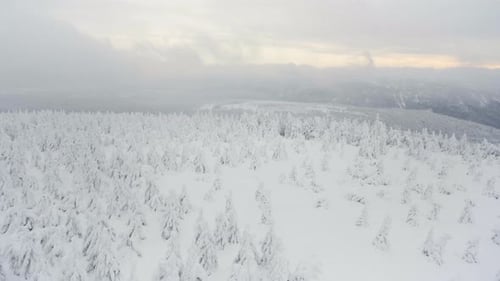 A Snowcovered Forest Winter Landscape Top View