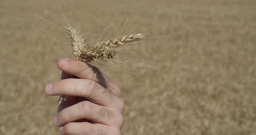 Hand Holding Wheat Stalks in Sunny Field