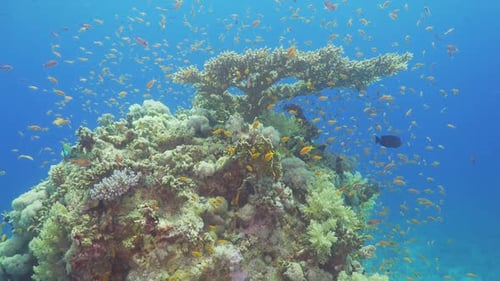 Tropical Fish on Vibrant Coral Reef