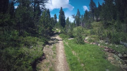 POV Point of View Walking Along Hiking Trail Path Near Pine Woods Forest