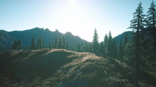 Trees on Meadow Between Hillsides with Conifer Forest