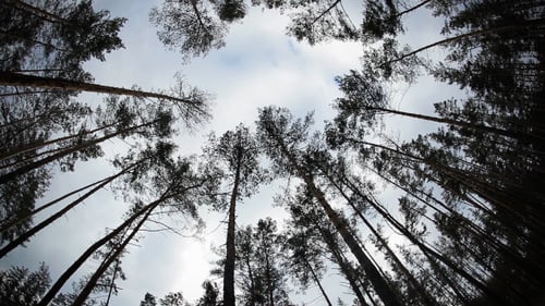 Tall Trees in Forest