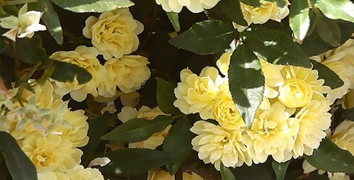 Yellow Spring Flowers