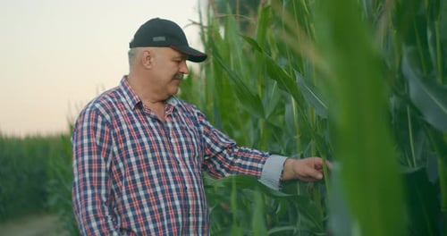 Farmer in Corn Field Tears Corn. An Elderly Man in a Straw Hat Walks a Cornfield and Checks the