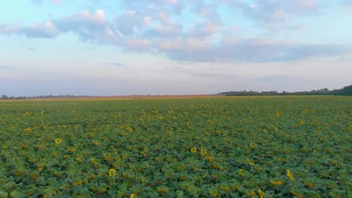 Zumbido moviéndose por un campo de girasoles al atardecer de verano