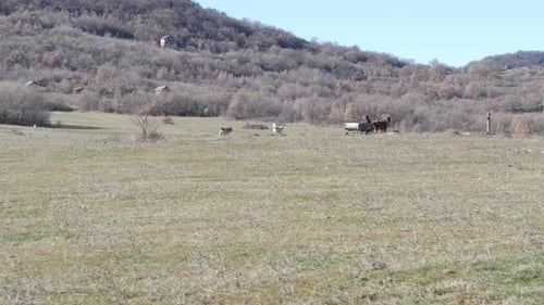 Horse Cart Pursued By Several Dogs 1