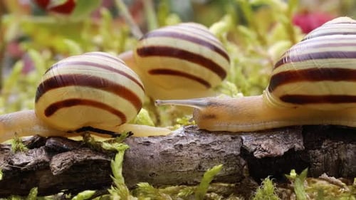 Langsam kriecht Schnecke entlang