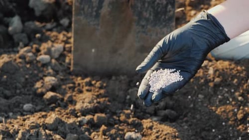 Hand in Black Glove Puts White Fertilizer Pellets in Soil