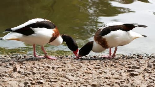 Zwei Enten fressen, während sie in der Nähe des Sees stehen. Zugvögel sind Enten
.