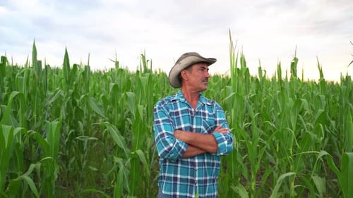 Senior Indian Farmer Standing in Corn Field Examining Crop at Sunset