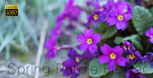 Spring Purple Flower