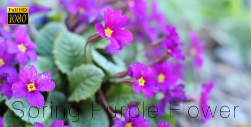 Vibrant Purple Flowers Blooming in Natural Setting