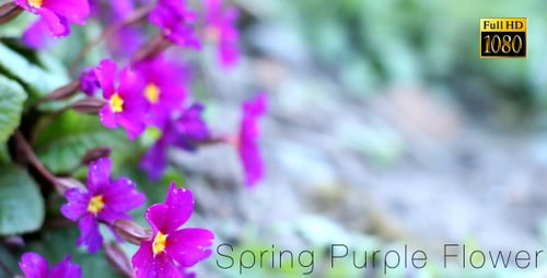Vibrant Purple Flowers Blooming in Spring Sunlight