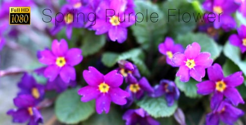 Close-Up of Vibrant Purple Spring Flowers