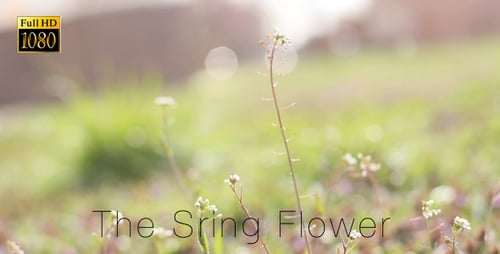 The Sring Flower 5