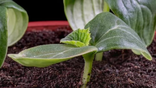 Cultivo de pepinos Time Lapse