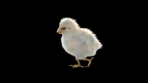 Fluffy Baby Chick Standing and Looking Around