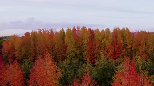 Autumn Forest