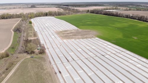 Agronomy. Agriculture. Green fields covered with plastic mulch foil
