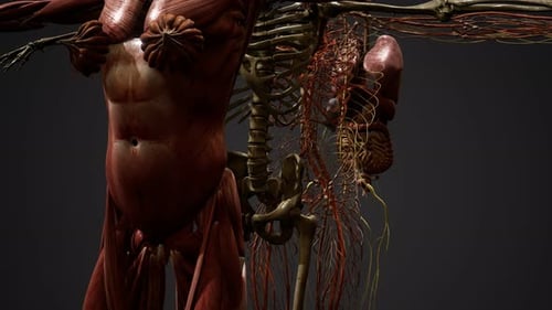 Detailed 3D Human Anatomy Scan: Muscular, Skeletal, and Nervous Systems