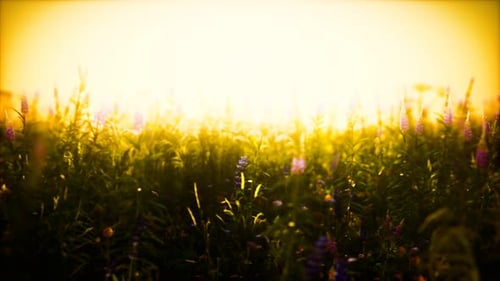 Wild Field Flowers at Summer Sunset