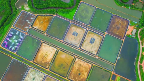 Aerial drone over industrial shrimp farm
