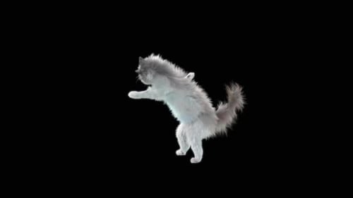 Katze tanzt HD