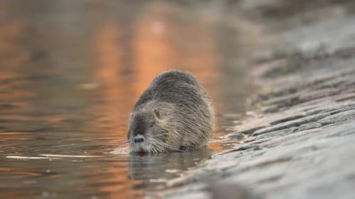 Erwachsene Nutria stehen am Flussufer und gehen dann ins Wasser