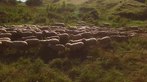 Schafe laufen.