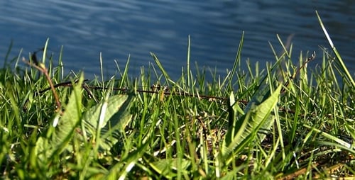 Gras und Wasser