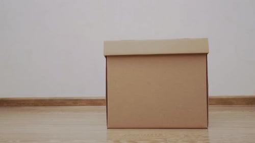 O lindo gato gengibre está deixando a caixa de papelão. Fluffy Pet está pulando de seu esconderijo.